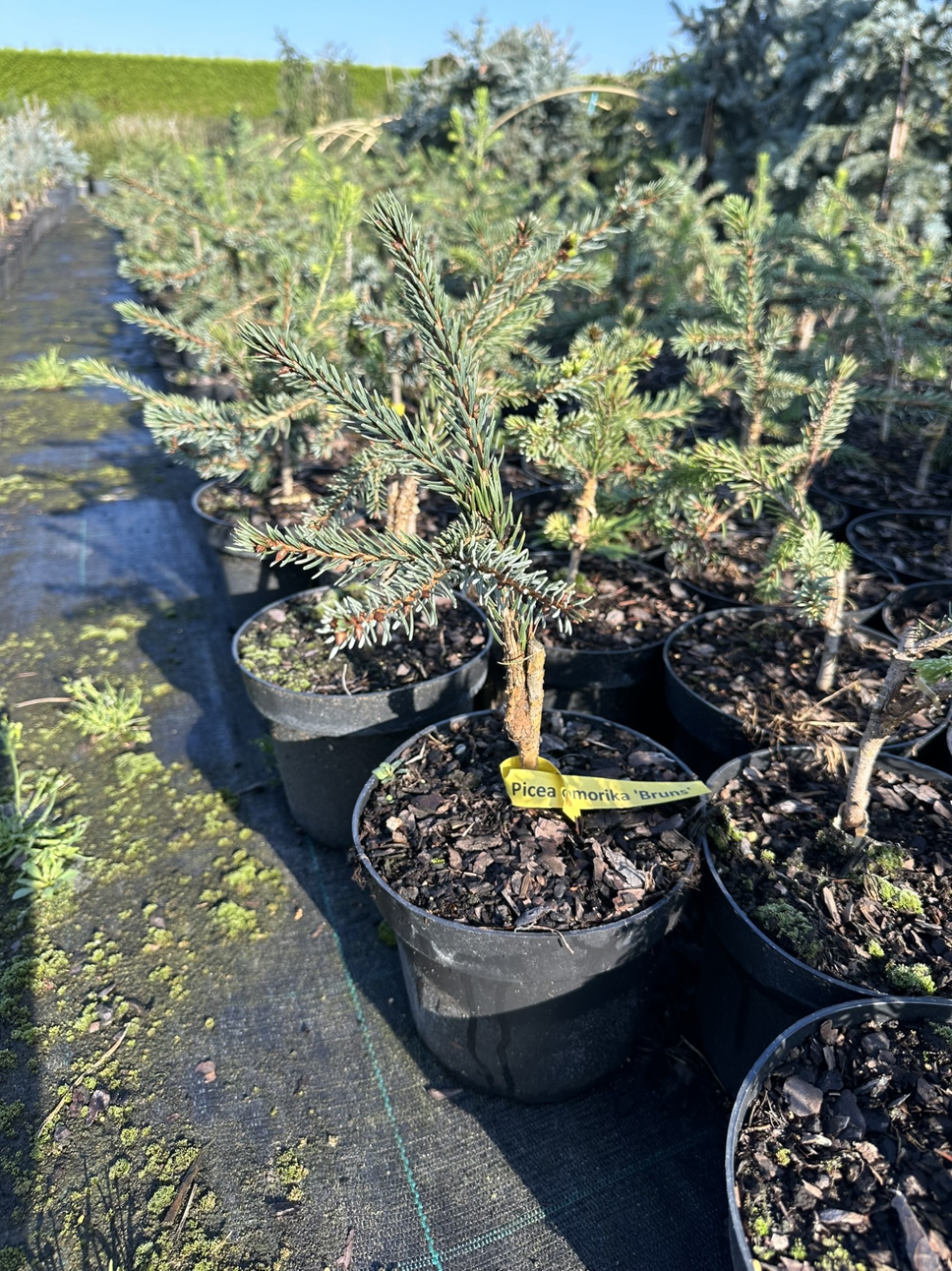 Ель сербская Брунс